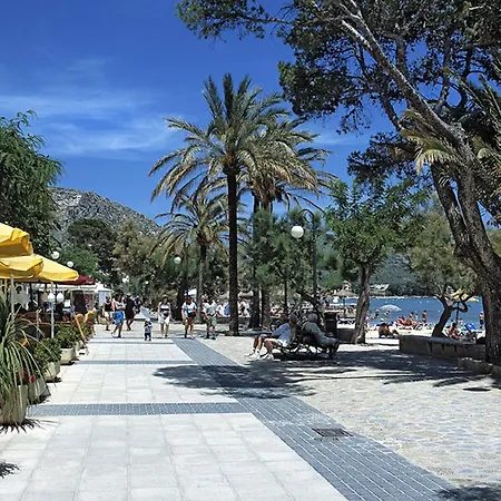 Owl Teo - Family And Friends Pollensa